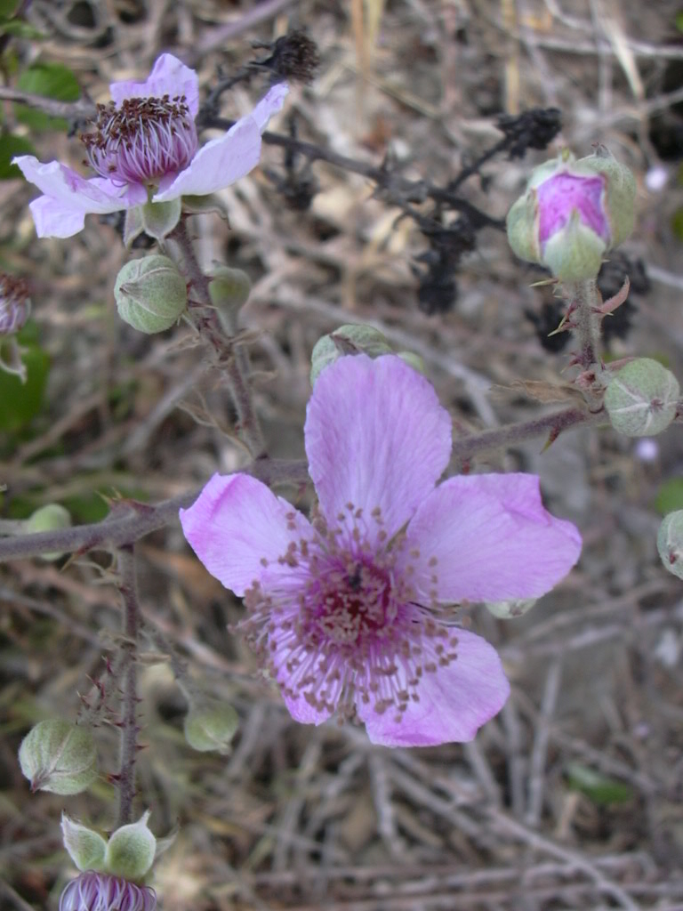 Flora pantesca